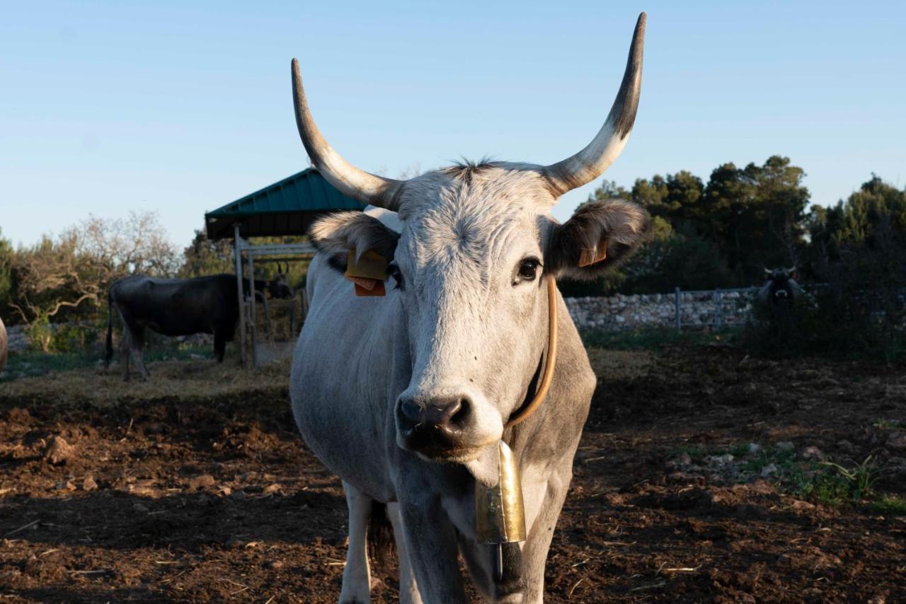 הוילה אלטאמורה Donnapaola Modern Farm מראה חיצוני תמונה